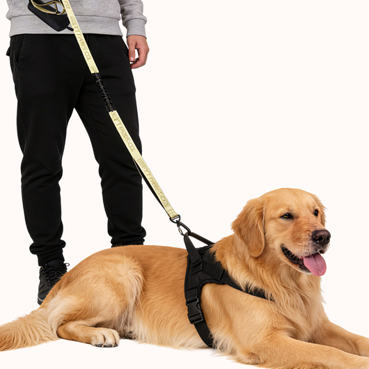 The Greyt Paws Co Signature Leash